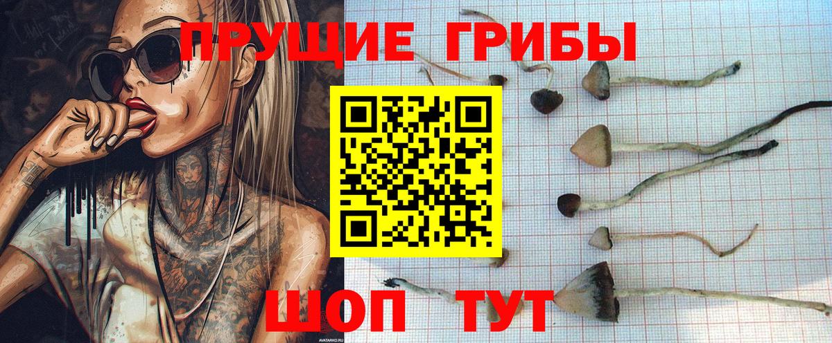 где найти   Псилоцибиновые грибы GOLDEN TEACHER  Тайшет  Псилоцибиновые грибы GOLDEN TEACHER 